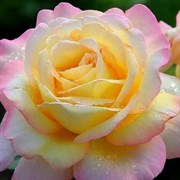 Роза чайно-гибридная Глория Дей